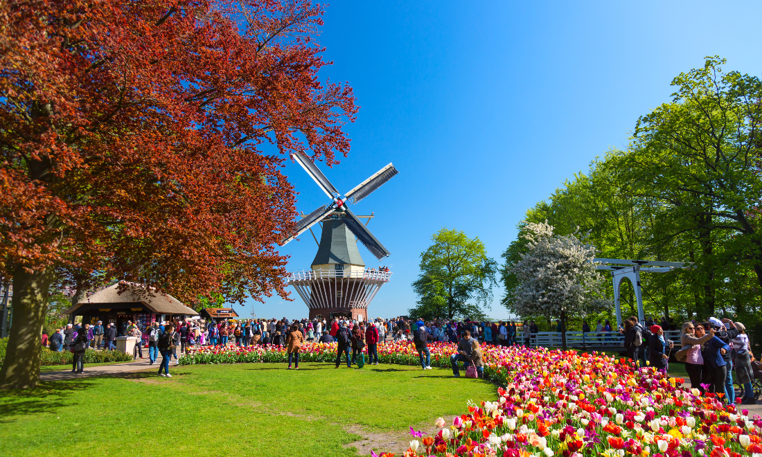 Colourful tulips in bloom at Keukenhof